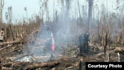 Pembabatan hutan dan pembukaan lahan di Indonesia. (Foto: Dok)