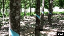 រូបឯកសារ៖ ចម្ការ​កៅស៊ូ​របស់​ក្រុមហ៊ុន​វៀតណាម ហ័ងអាញ់ យ៉ាឡាយ (Hoang Anh Gia Lai) ដែល​ពលរដ្ឋ​ជនជាតិដើម​ភាគតិច​ក្នុង​ស្រុក​អណ្តូងមាស និង​អូរជុំ រង​ផល​ប៉ះពាល់ ។ (ស៊ុន ណារិន/VOA)