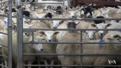 Deterring Sheep Rustlers with High Tech