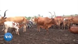 RDC : Des éleveurs luttent pour survivre face à la crise sécuritaire et la sécheresse