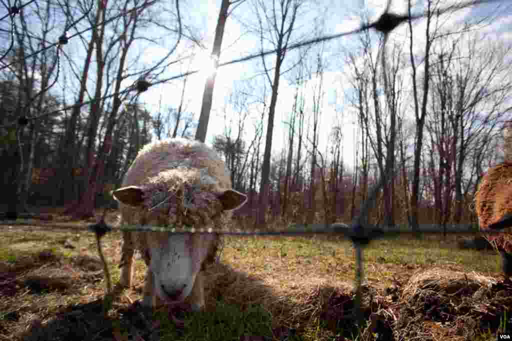 The family raises quite a wide variety of animals. (Alison Klein/VOA)