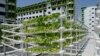 With Farms Atop Malls, Singapore Gets Serious About Food Security 