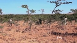 Kenya’s Ol Pejeta Conservancy Driving Animals Away from Humans