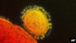 In this photo provided by the National Institute for Allergy and Infectious Diseases, a colorized transmission of the MERS coronavirus that emerged in 2012.