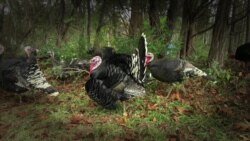 Perayaan Thanksgiving di Amerika (2)