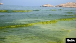Green slush off the coast of Oman