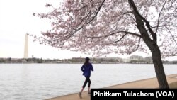 រូបឯកសារ៖ ស្រ្តីម្នាក់រត់ក្រោមដើមសាគូរ៉ានៅរដ្ឋធានីវ៉ាស៊ីនតោន កាលពីថ្ងៃទី១៩ ខែមីនា ឆ្នាំ២០២០។ 