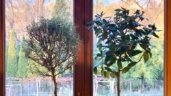 Quiz - Two Edible Plants Grow Well Indoors During Winter