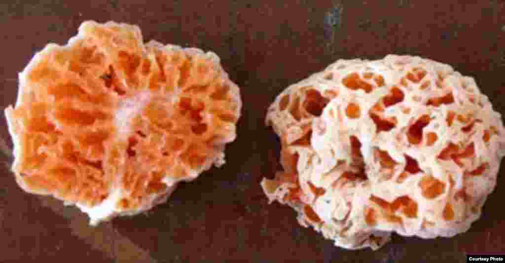 Spongiforma squarepantsii. Common Name: Spongebob Squarepants Mushroom. Named after the cartoon character, the new fungi species discovered on the island of Borneo can be squeezed like a sponge and bounce back to its normal size and shape. (Photo: Tom Bur