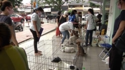 Voice For Paws holds adoption drives in Kuala Lumpur. Before the pets are brought here they get a health checkup, vaccinations, necessary medical care and are spayed or neutered. Adoption is free. (Dave Grunebaum/VOA)