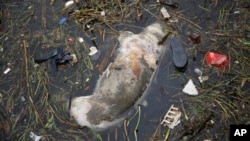 漂入上海郊区的死猪