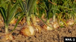 Onions are only one type of root vegetables. Learn about others and how to cook them. 