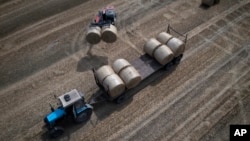 Жнива на Київщині, 10 серпня 2023. AP Photo/Efrem Lukatsky