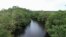 FILE PHOTO: Gabon is home to the world's tallest mangrove trees