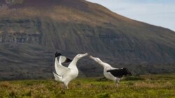 ພາສາອັງກິດ ຄໍາສັບໃນຂ່າວ Unique ແປວ່າ ຫາຍາກ ບໍ່ມີໃຜປຽບທຽບໄດ້