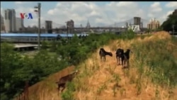 Kambing Jadi Pembersih Taman yang Ramah Lingkungan