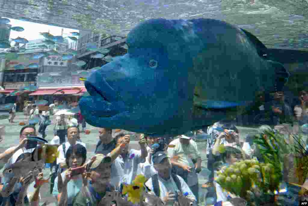 A humpead wrasse, transported from Japan&#39;s southern island of Okinawa, swims with other tropical saltwater fish in a tank for the Sony Aquarium 2017 exhibition in Tokyo.