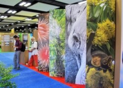 FILE - Conference attendees walk by a display of elephants and other wildlife at The International Union for Conservation of Nature World Conservation Congress on Friday, Sept. 9, 2016, in Honolulu.