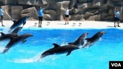 ბათუმის დელფინარიუმი