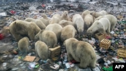 Polar bears feed at a garbage dump near the village of Belushya Guba, on the remote Russian northern Novaya Zemlya archipelago, Oct. 31, 2018.