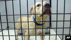 FILE - A dog seized during a dog fighting bust sits in a pen at a kennel in Jacksonville, Florida, Aug. 26, 2014. 