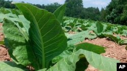 Zimbabwe's tobacco sales up from last year