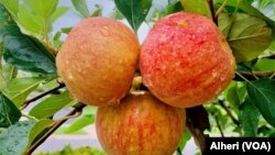 Apples are symbolic. We use them in many English expressions. 