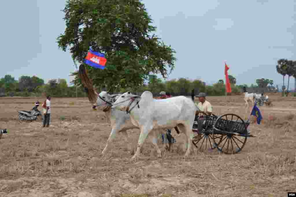 សមាសភាព​គោ​​​ និង​អ្នក​បរ​ចូលរួម​ក្នុង​ការ​ប្រណាំង​រទេះ​សាឡីគោ​នៅ​ឃុំ​រលាំងគ្រើល ស្រុក​សំរោងទោង ខេត្ត​កំពង់ស្ពឺ កាល​ពី​ថ្ងៃ​ទី​០៧ ខែមេសា ឆ្នាំ​២០១៩។ (ណឹម សុភ័ក្រ្តបញ្ញា/VOA)