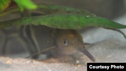 Gnathonemus petersii is among the electric fish species found in Africa. (Volker Hofmann)