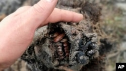 Foto dari North-Eastern Federal University menunjukkan kepala beruang gua zaman es yang ditemukan di Pulau Bolshoy Lyakhovsky atau Great Lyakhovsky, di bagian utara Rusia. 