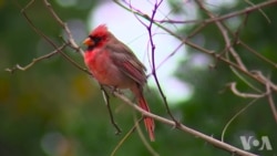 鸟类是人与自然连接的纽带