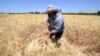 FILE - A farmer harvests wheat in a field in Jdeidet Artouz, Syria, June 19, 2017. 