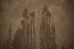 The skeletal silouhette of burnt trees are seen after a wildfire swept through an RV park destroying multiple homes in Estacada, Oregon, Sept. 12, 2020.
