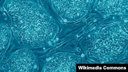 Sel-sel punca embrionik manusia. 