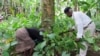 São Tomé e Príncipe Sum Pontes and San Verónica healers collect the V. africana plant for their patients. In assays, the plant showed to be potent in reducing inflammation, oxidative stress and amyloid-beta peptides (typically associated with Alzheimer’s 