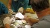 Trauma Center Treats Sea Turtles