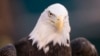 This Jan. 5, 2020, file photo shows a bald eagle in Philadelphia, Pennsylvania. (AP Photo/Chris Szagola)