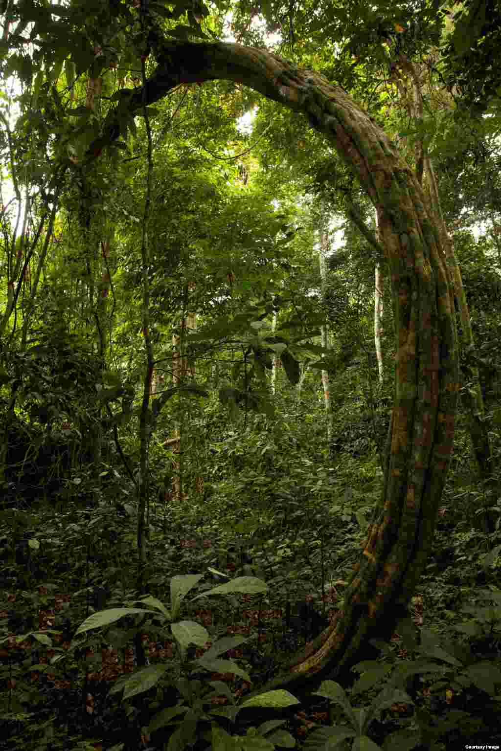 Lianas are long-stemmed, woody vines rooted in the soil that climb or twine around other plants. (Credit: &copy;Wild-Touch, Sarah Del Ben, 2012)