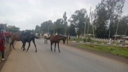 ሓድሽ ዝወጸ ግምት ዕለታዊ አታዊ አብያተ ንግዲ ናይ ምዕጻው አድማ ምልዓሉ ተገሊጹ