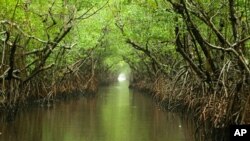 The Everglades on a rainy afternoon. 