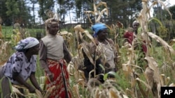 FILE - Women harvest maize in Kenya, Oct. 9, 2008. A Kenyan court on Monday rejected a plea to change how property is split in divorce cases. Women and their children are often evicted if the husband and wife split.