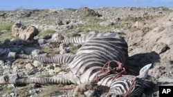 A dead zebra is seen at the Amboseli national park, where the zebra and wildebeest population has been decimated by drought, and the park's carnivores are now roaming far and wide in search of food, Feb 10, 2010