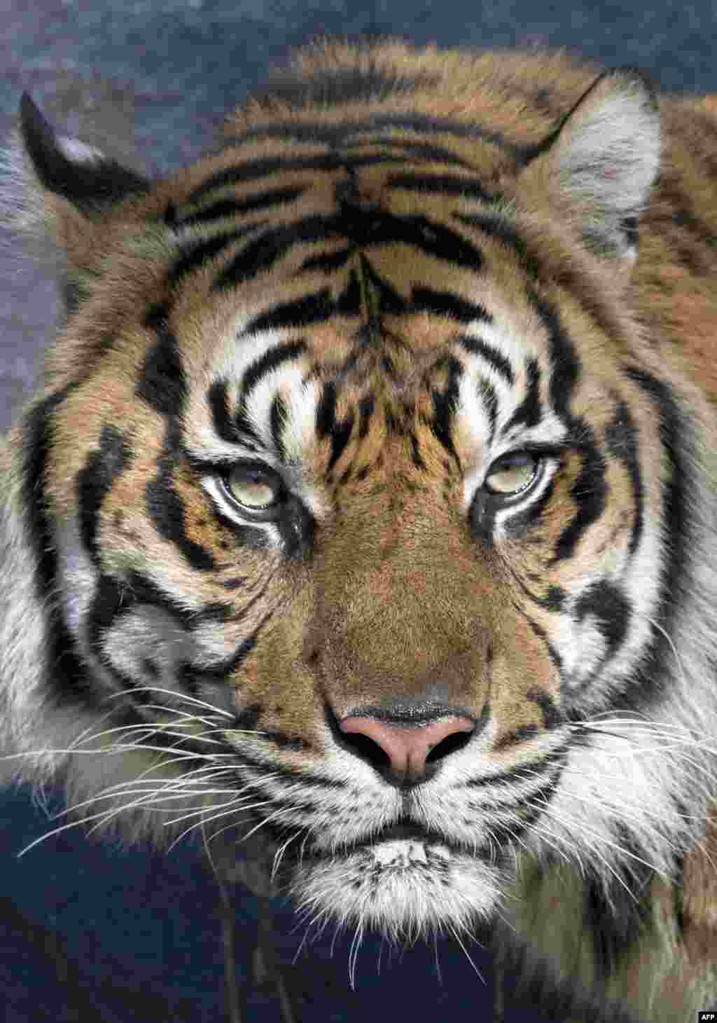 Harfan, a male Sumatran tiger born in 2008, is presented to the public for the first time at Berlin&#39;s Tierpark zoo, Germany.