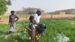Mali : zoom sur les femmes maraîchères de Bandiagara