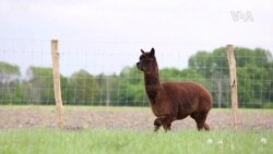 COVID Alpaca Antibodies USAGM