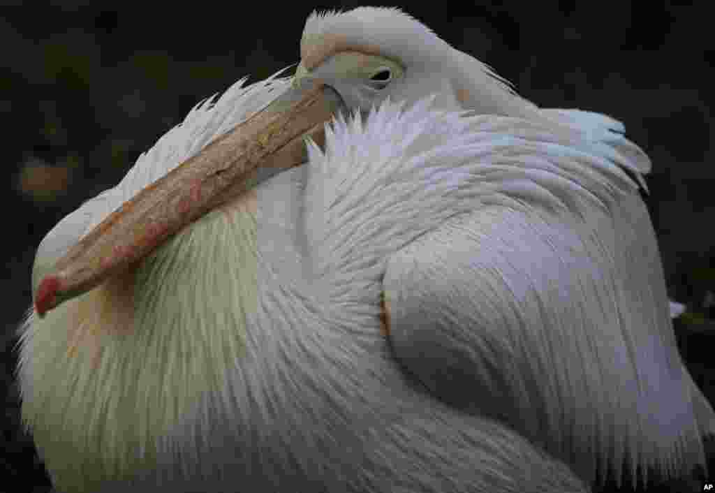 A pelican rests at the frozen pond of St. James Park in London. Temperatures in London dropped below zero, the lowest this winter.