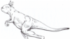 For Huge Ancient Kangaroos, Hopping was Dicey