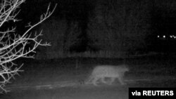 FILE - A snow leopard is caught on a camera in Ile-Alatau National Park, in the mountains near Almaty, Kazakhstan, in this still image from an undated handout video. (Snow Leopard Foundation/Handout via Reuters)