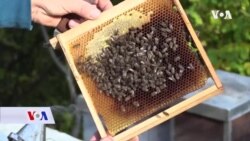 BiH: Nestašica bagremovog meda