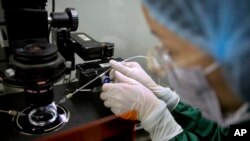 CIn this Oct. 9, 2018, photo, Zhou Xiaoqin installs a fine glass pipette into a sperm injection microscope in preparation for injecting embryos with Cas9 protein and PCSK9 sgRNA at a lab in Shenzhen in southern China's Guandong province. (AP Photo/Mark S